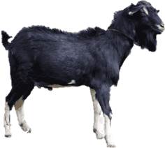 Nazar Kambing (Bangladesh)