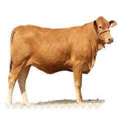 Nazar Lembu (Indonesia)